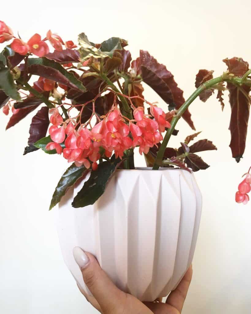 Begonia Torch