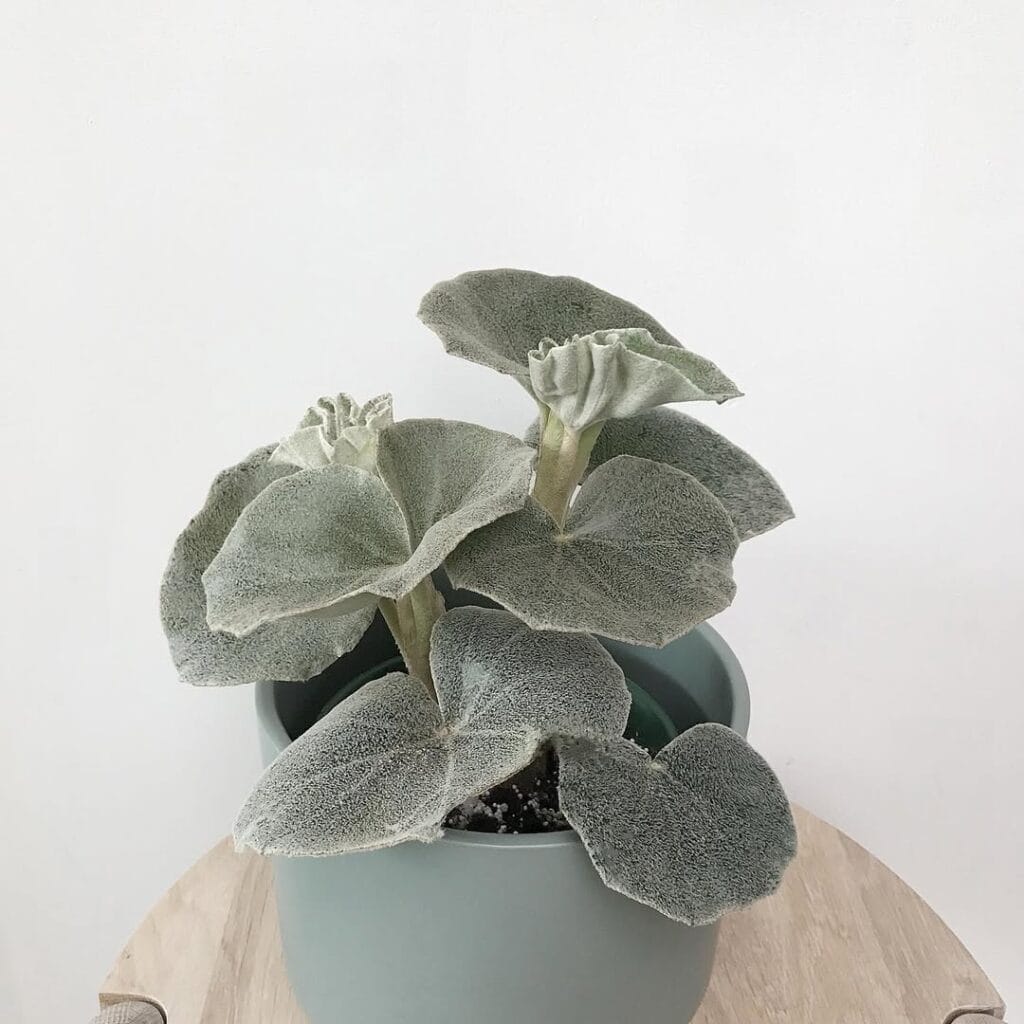 Begonia Venosa