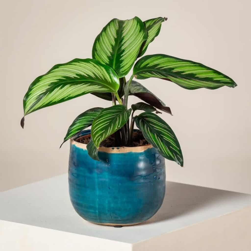 Calathea Beauty Star