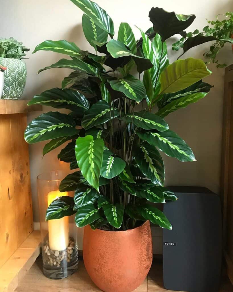 Calathea Louisae