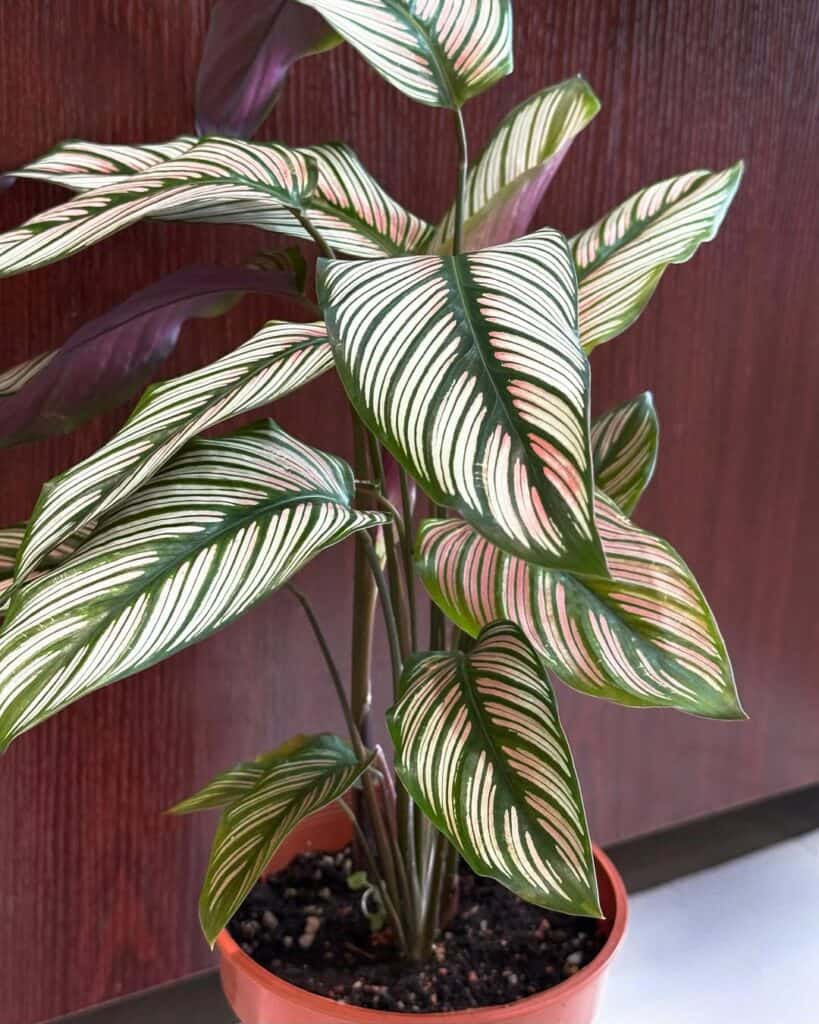 Calathea White Star