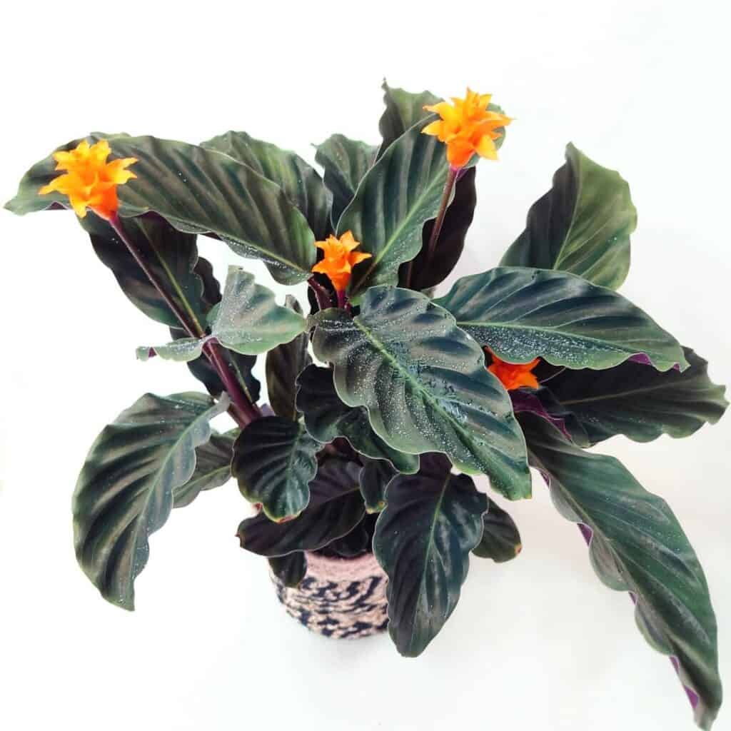 Calathea crocata 1