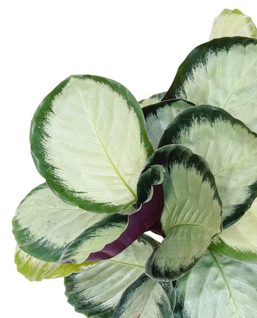 Calathea roseopicta Corona