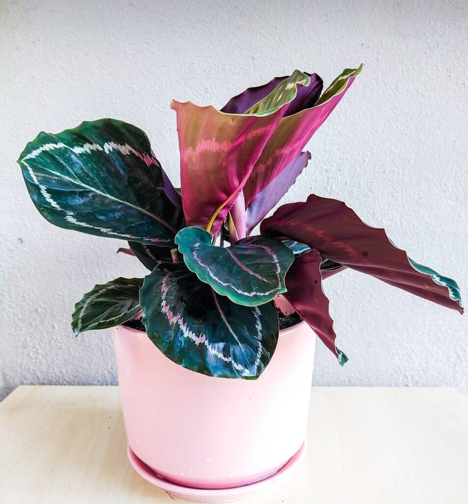 Calathea roseopicta Eclipse