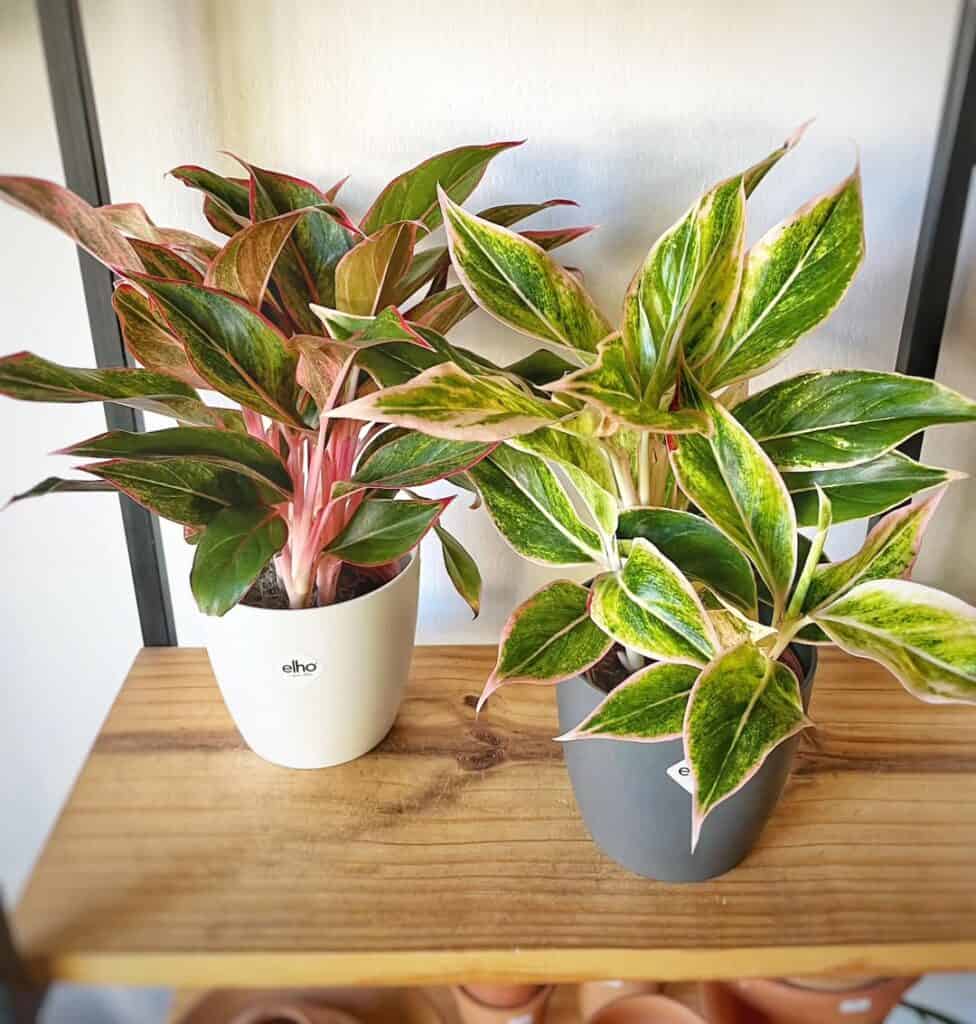 Chinese Evergreen 1