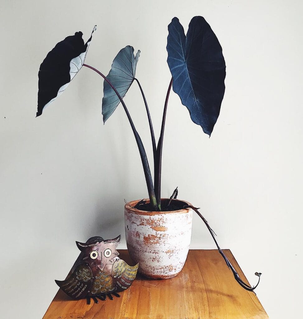 Colocasia esculenta Black Magic