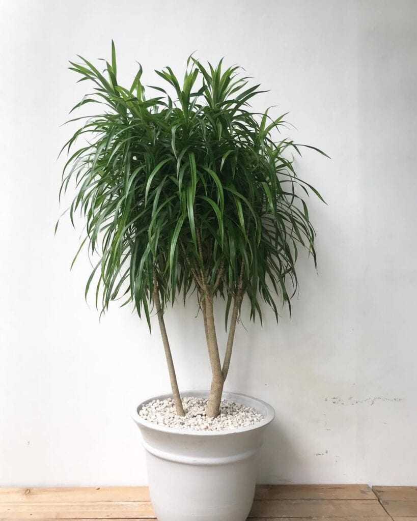Dracaena Anita