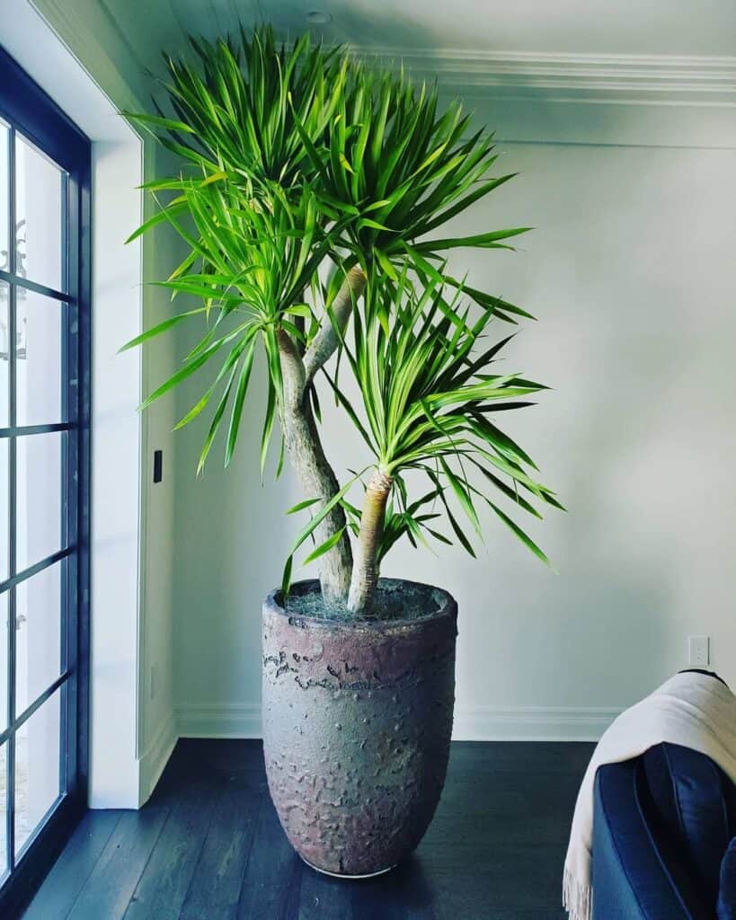 Dracaena Arborea