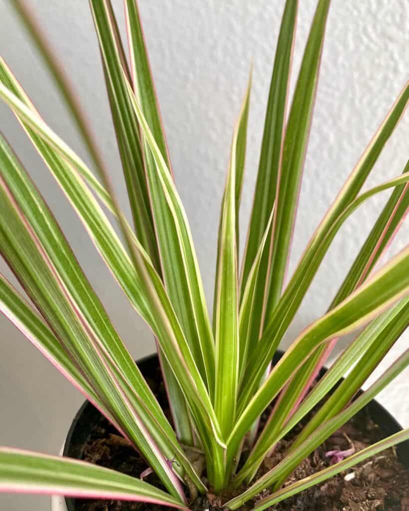 Dracaena Bicolor