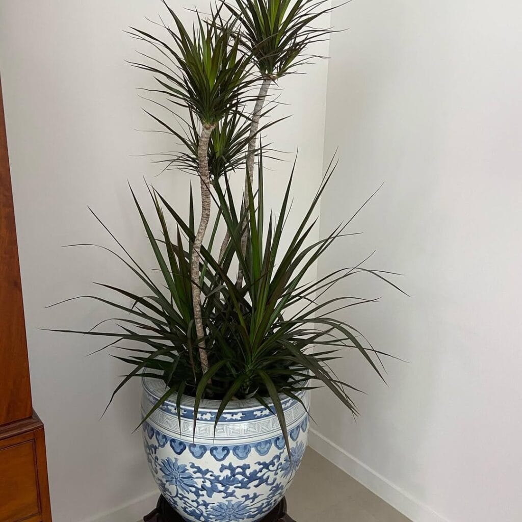 Dracaena Black Knight