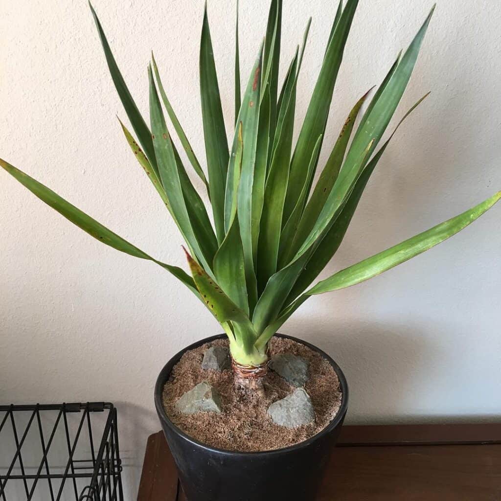 Dracaena Cinnabari