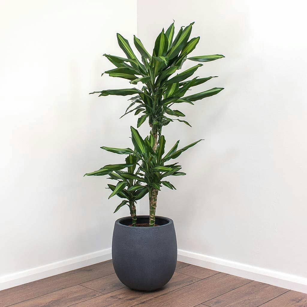 Dracaena Cintho
