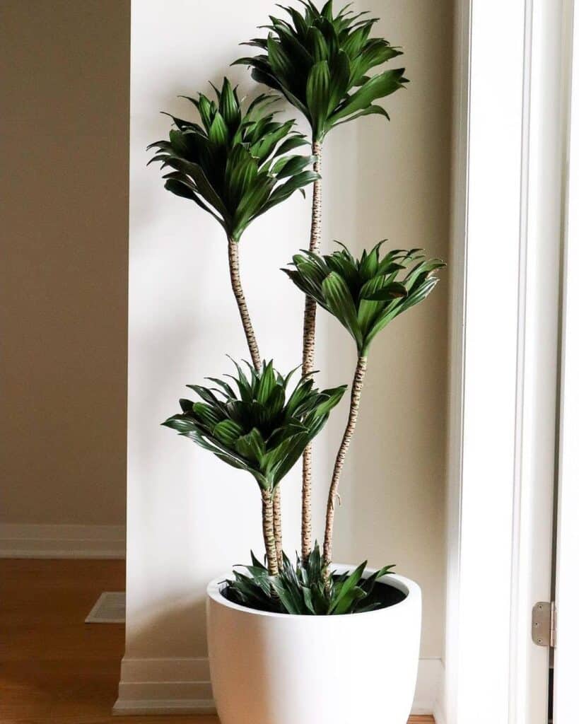 Dracaena Compacta