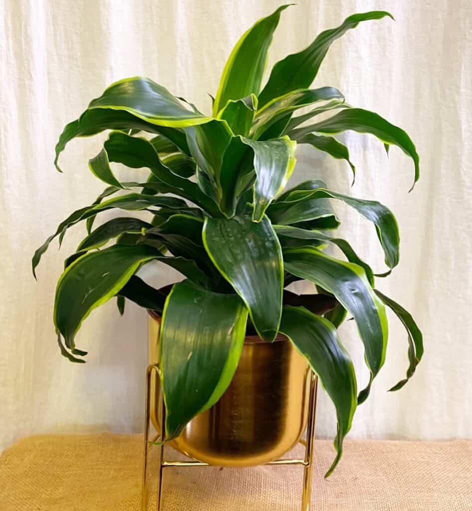 Dracaena Dorado