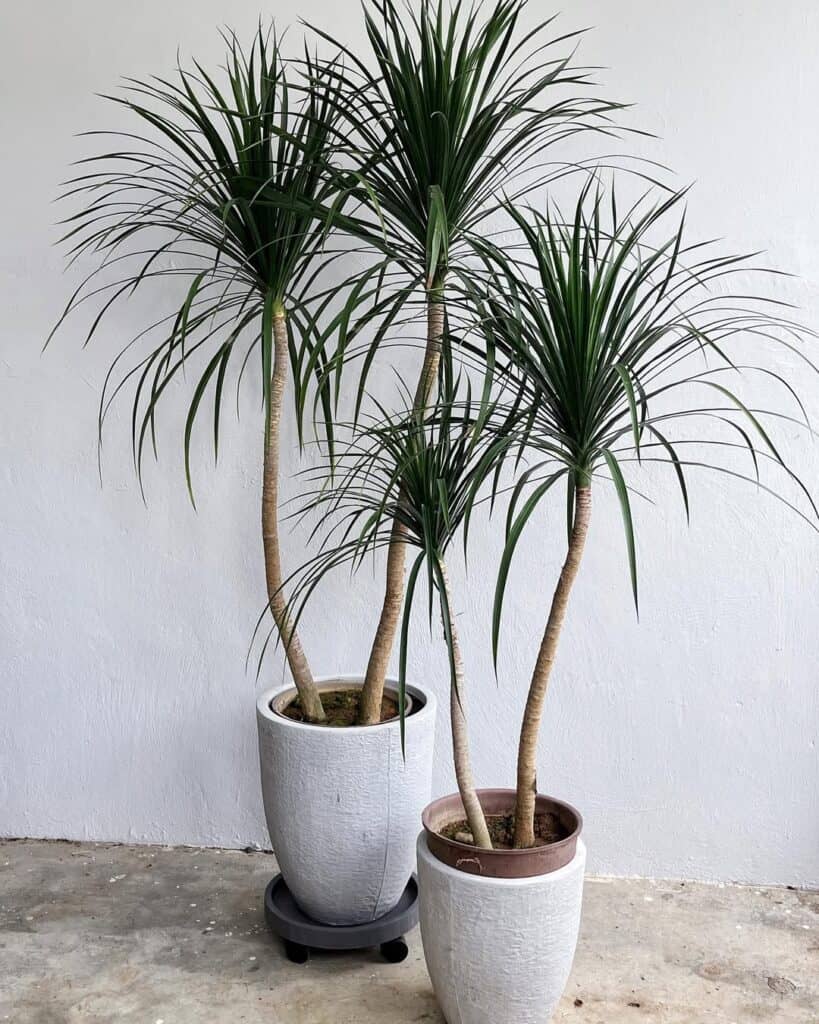 Dracaena Draco