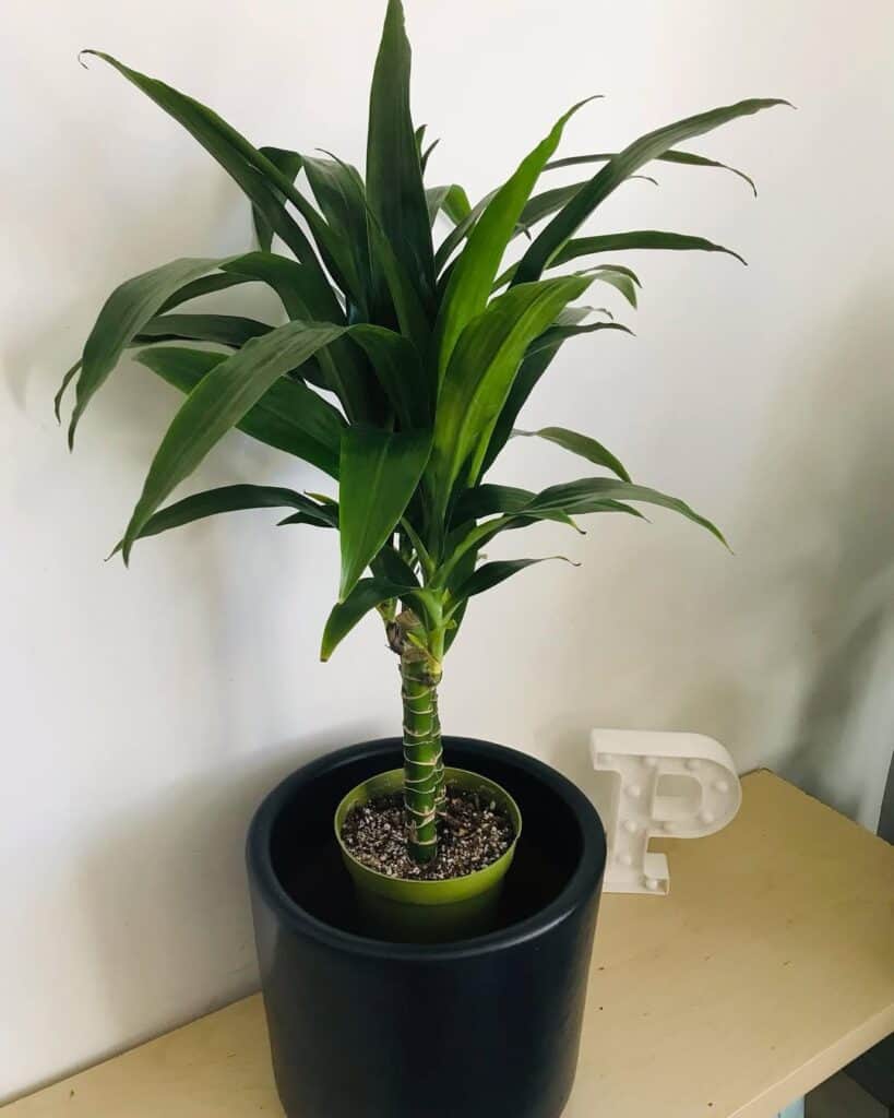 Dracaena Elegance