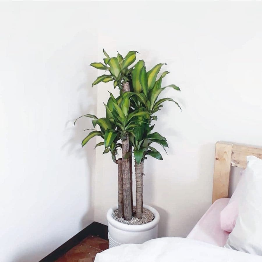 Dracaena Fragrans Massangeana