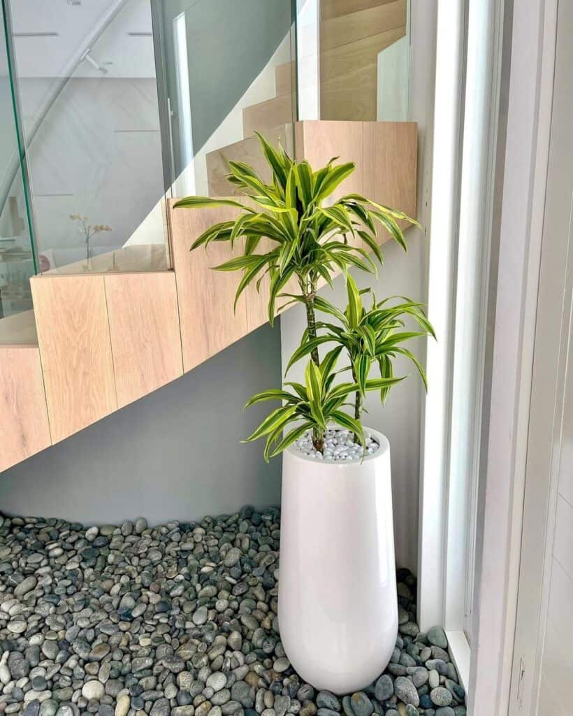 Dracaena Gold Star