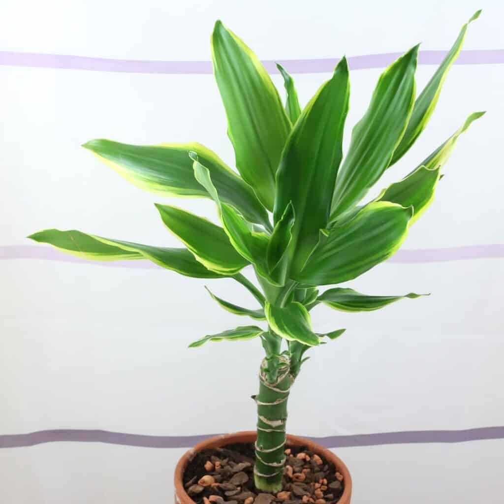 Dracaena Golden Coast