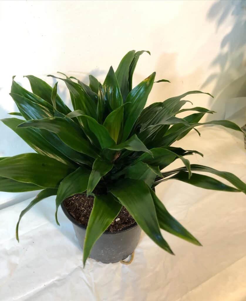 Dracaena Green Jewel