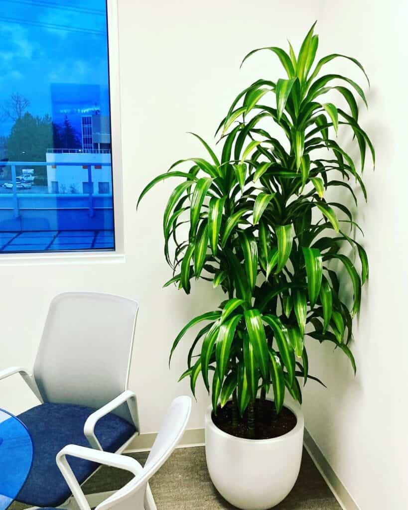 Dracaena Hawaiian Sunshine