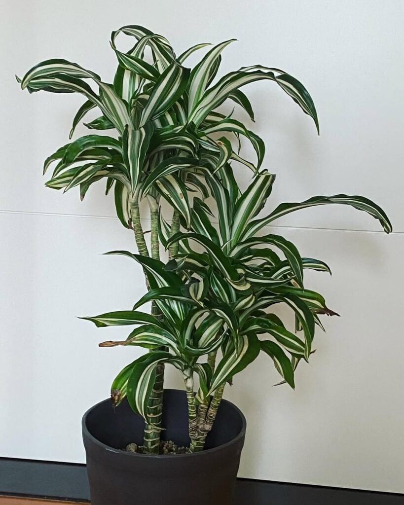 Dracaena Jade Jewel