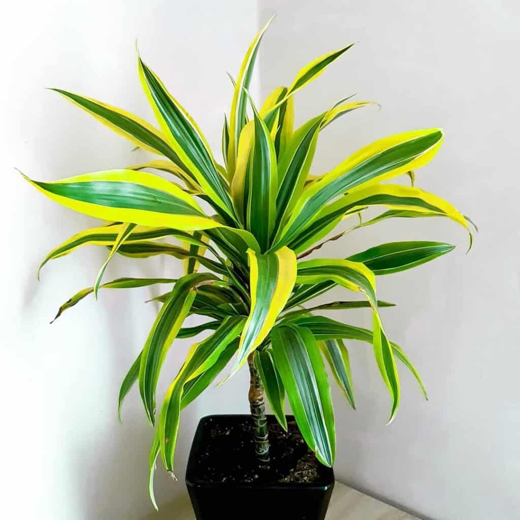Dracaena Lemon Lime