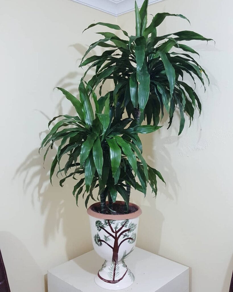 Dracaena Lisa
