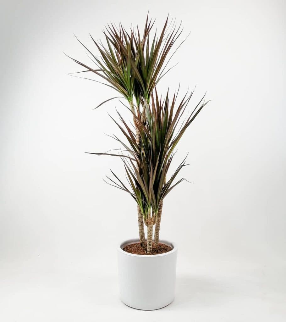 Dracaena Magenta