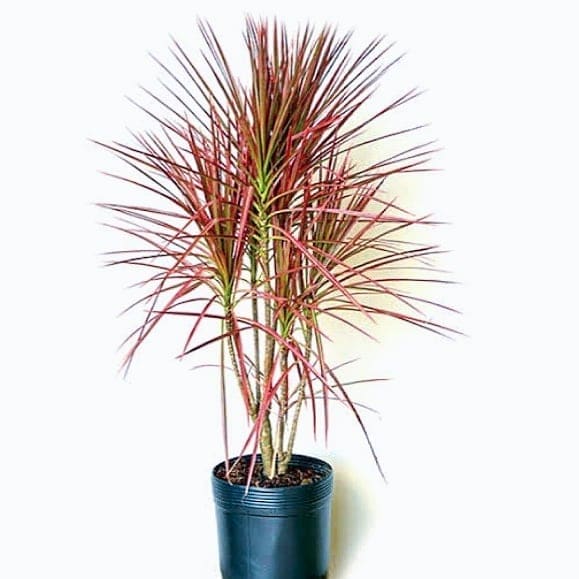 Dracaena Marginata Tricolor