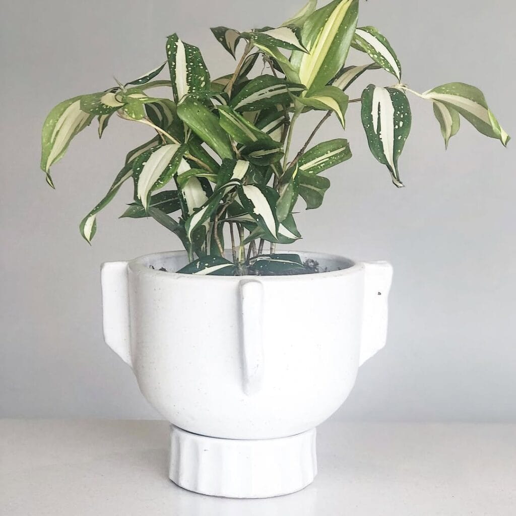 Dracaena Milky Way