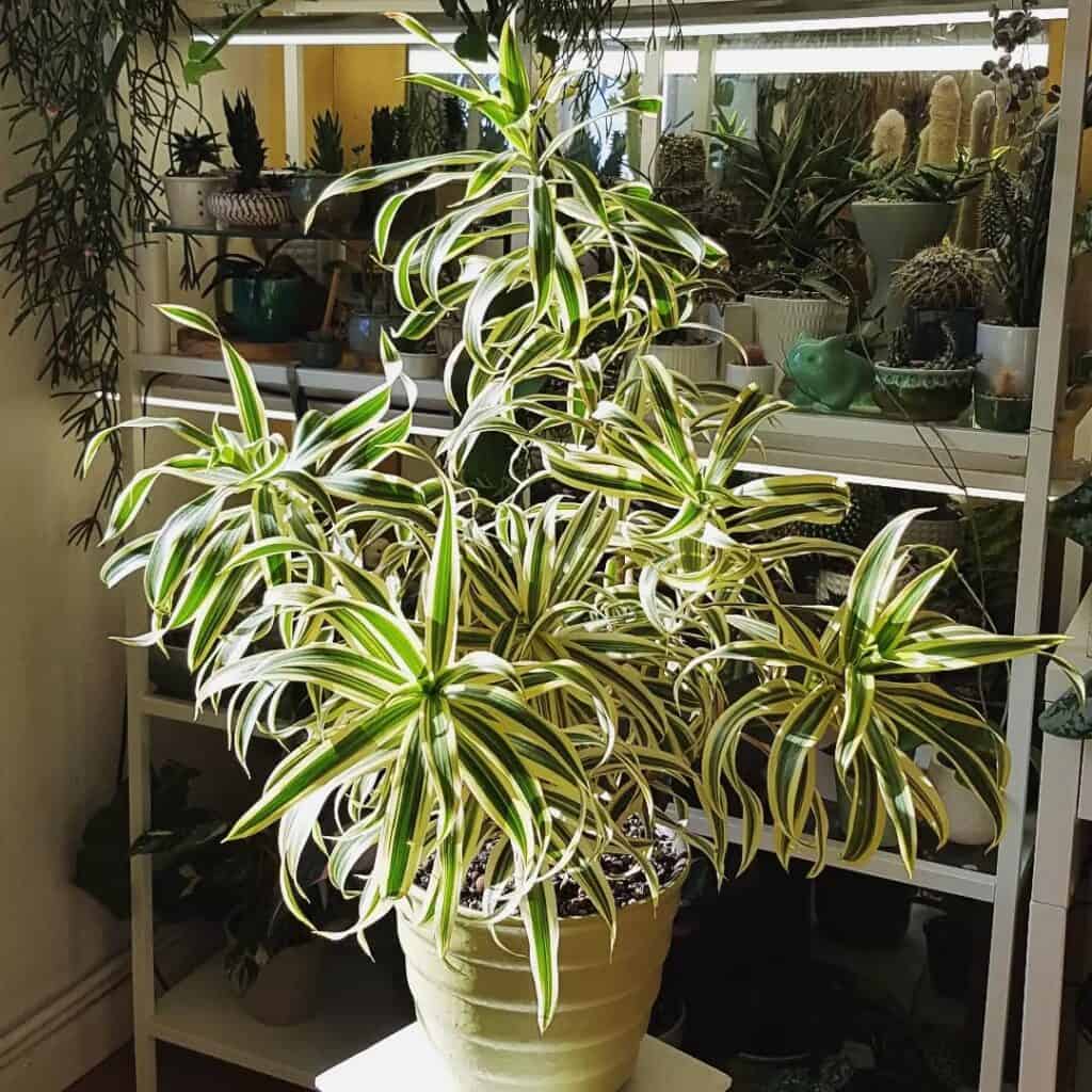 Dracaena Reflexa Song of India