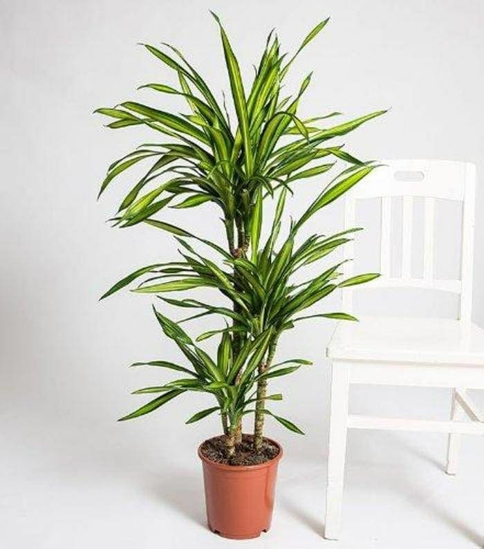 Dracaena Rikki