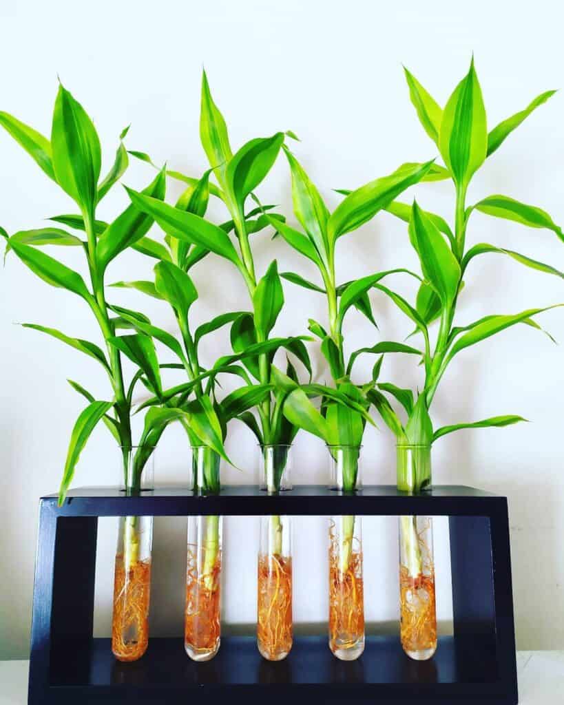 Dracaena Sanderiana