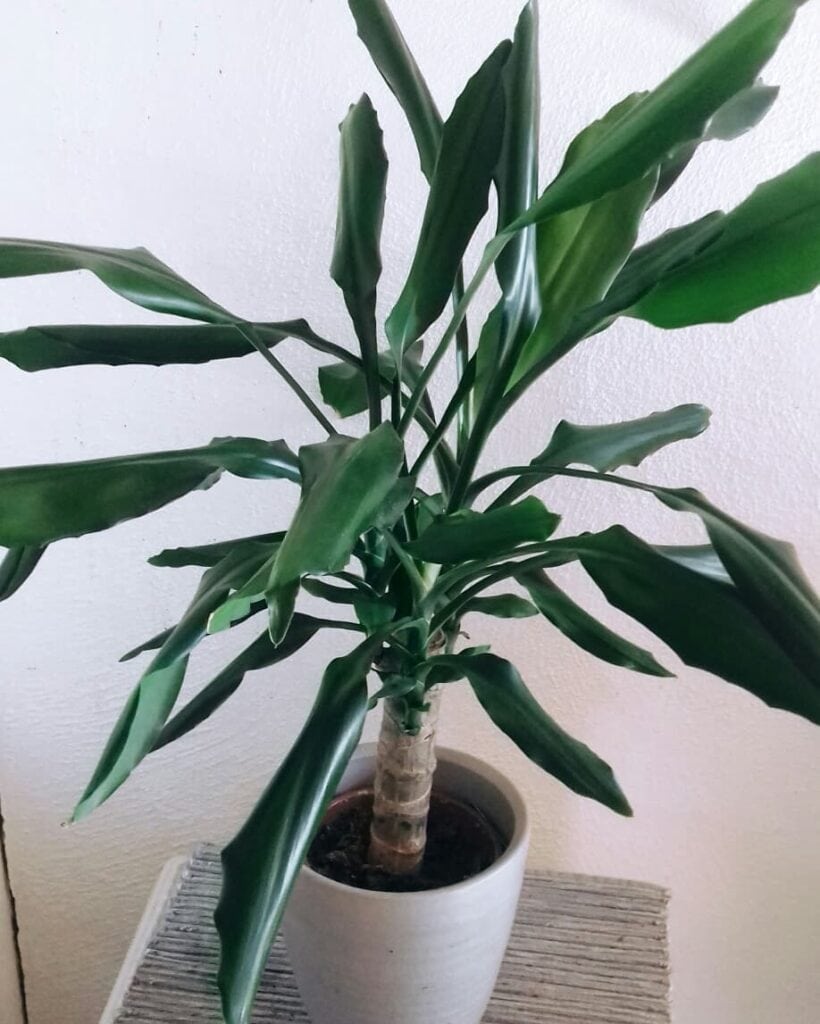 Dracaena Steudneri