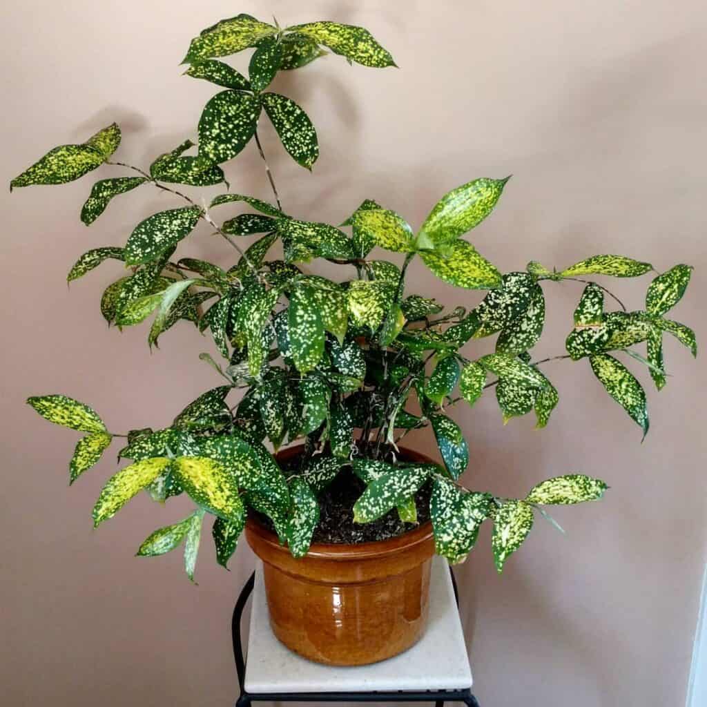 Dracaena Surculosa