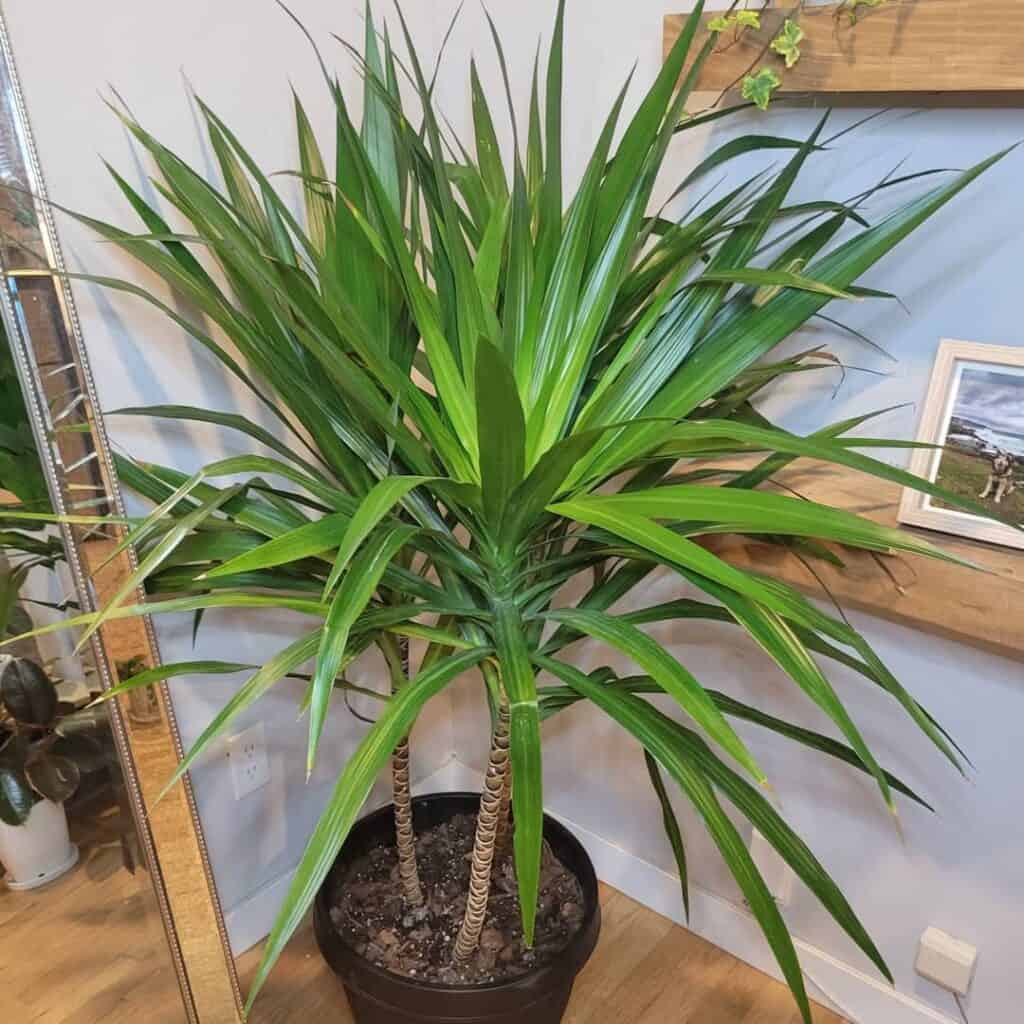Dracaena Tarzan