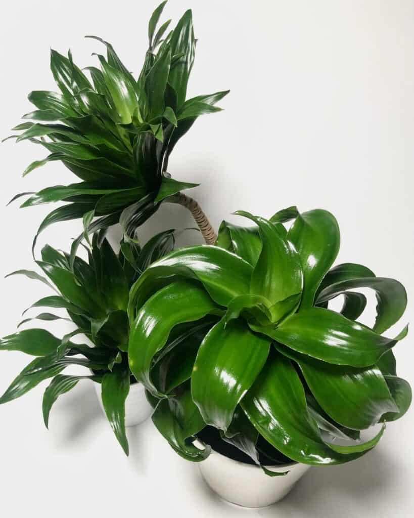 Dracaena Tornado Twist