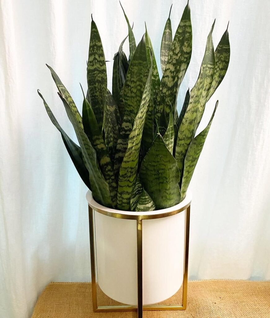 Dracaena Trifasciata