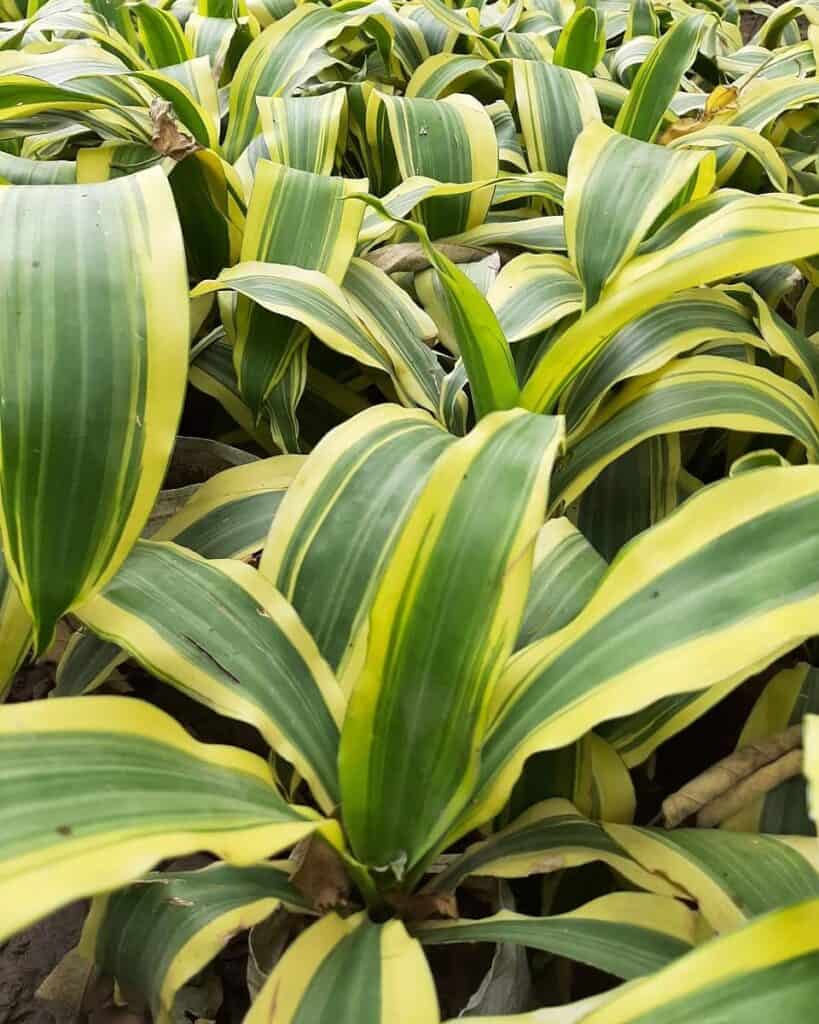 Dracaena Victoria