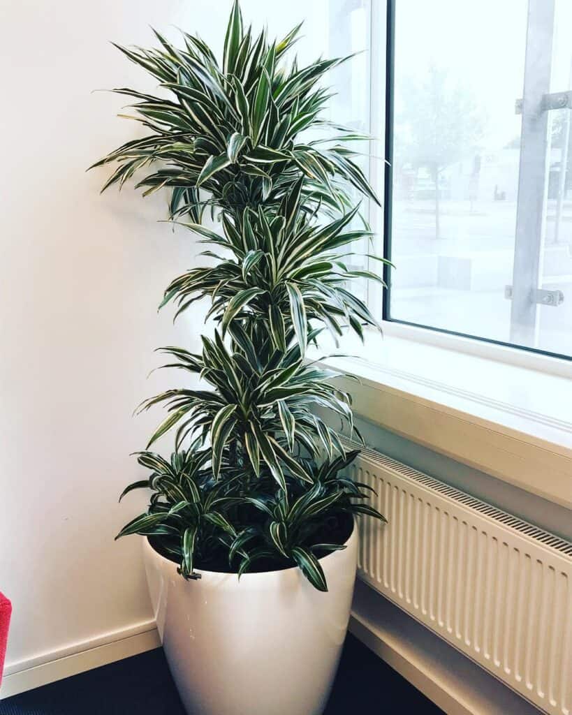 Dracaena Warneckii