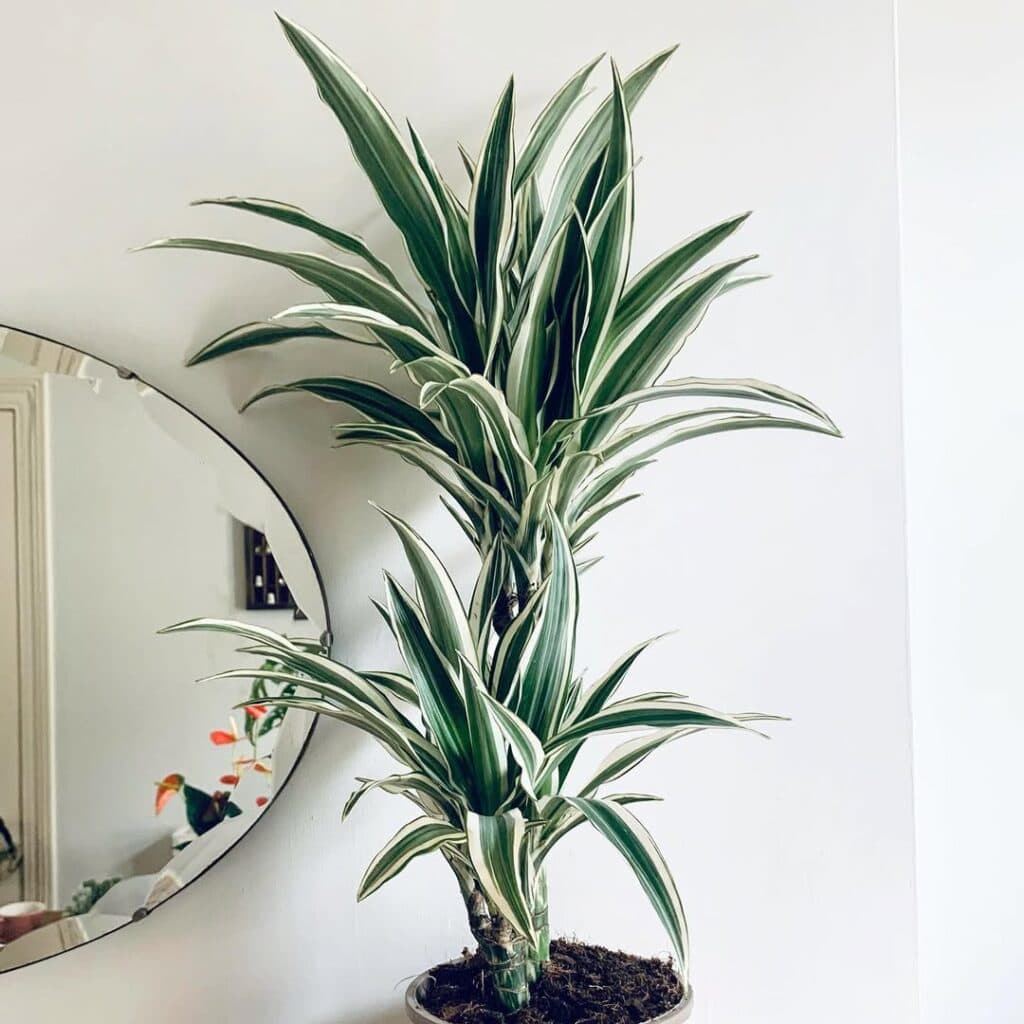 Dracaena White Jewel