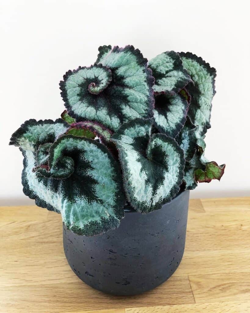 Escargot Begonia