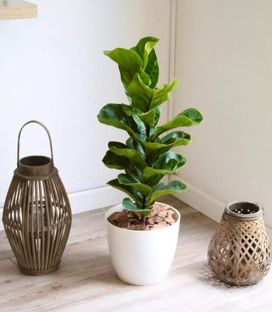 Ficus Lyrata Bambino