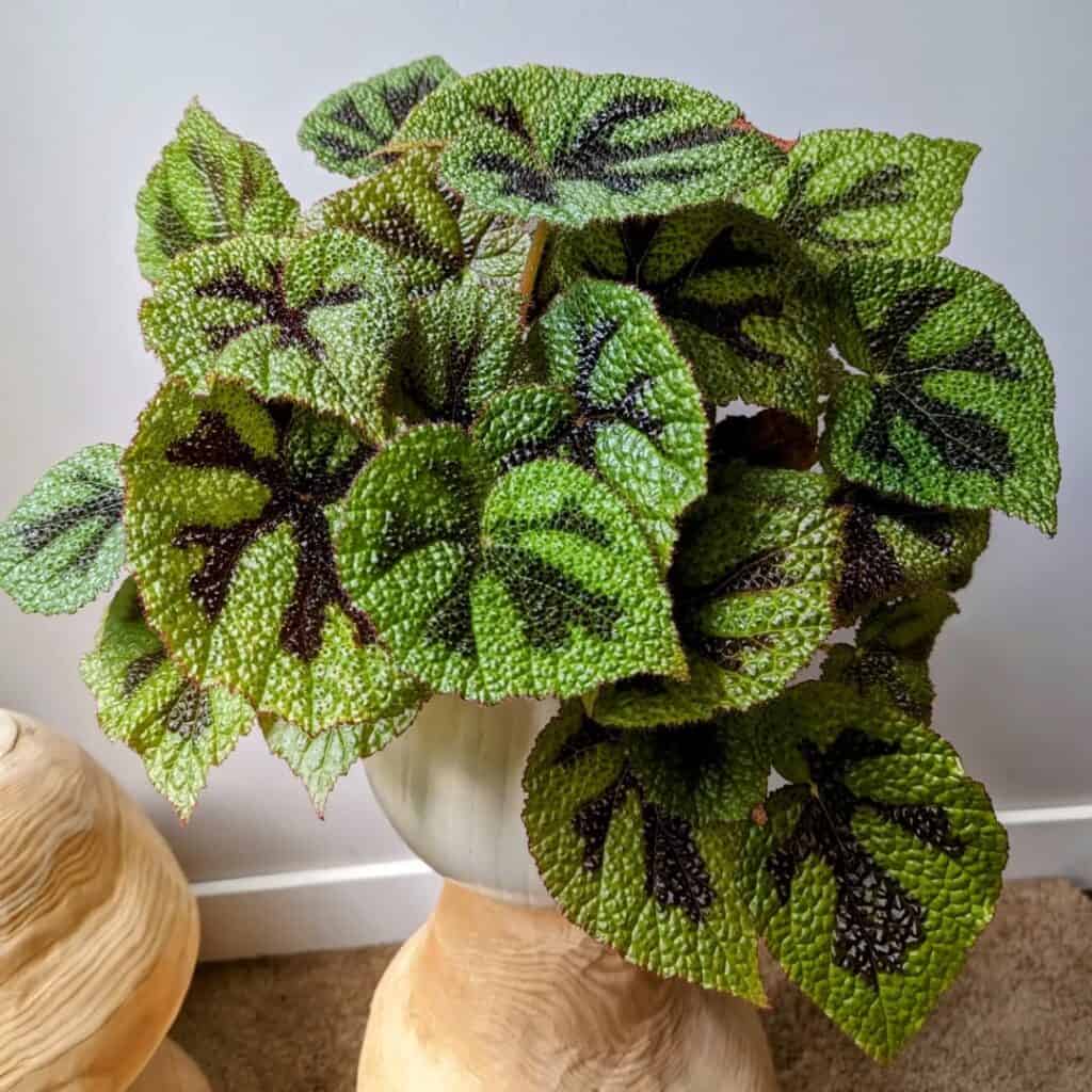 Iron Cross Begonia 1