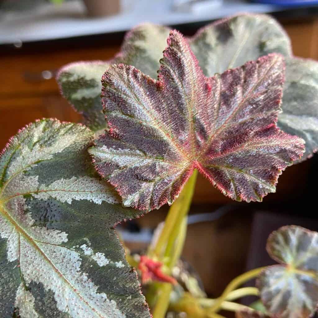 Maple Leaf Begonia