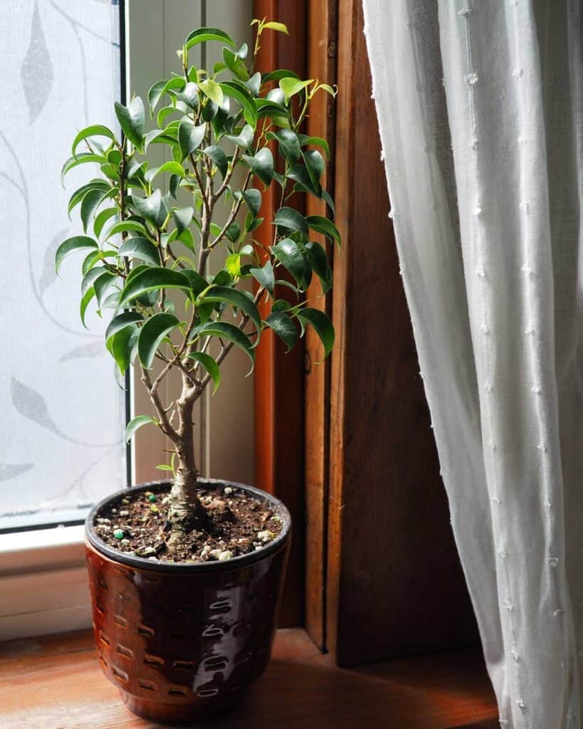 Mini Mexican Ficus Tree