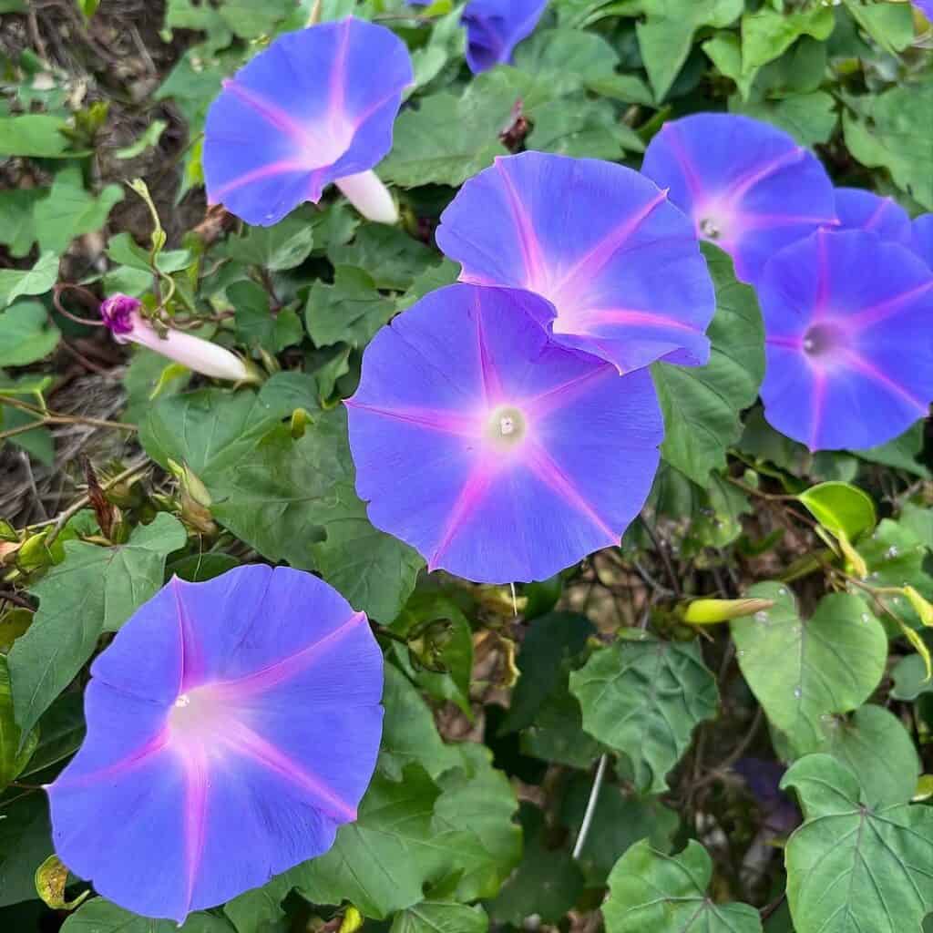 Morning Glories