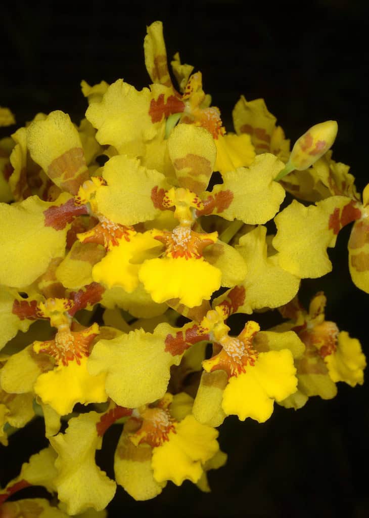 Oncidium cajamarcae 1