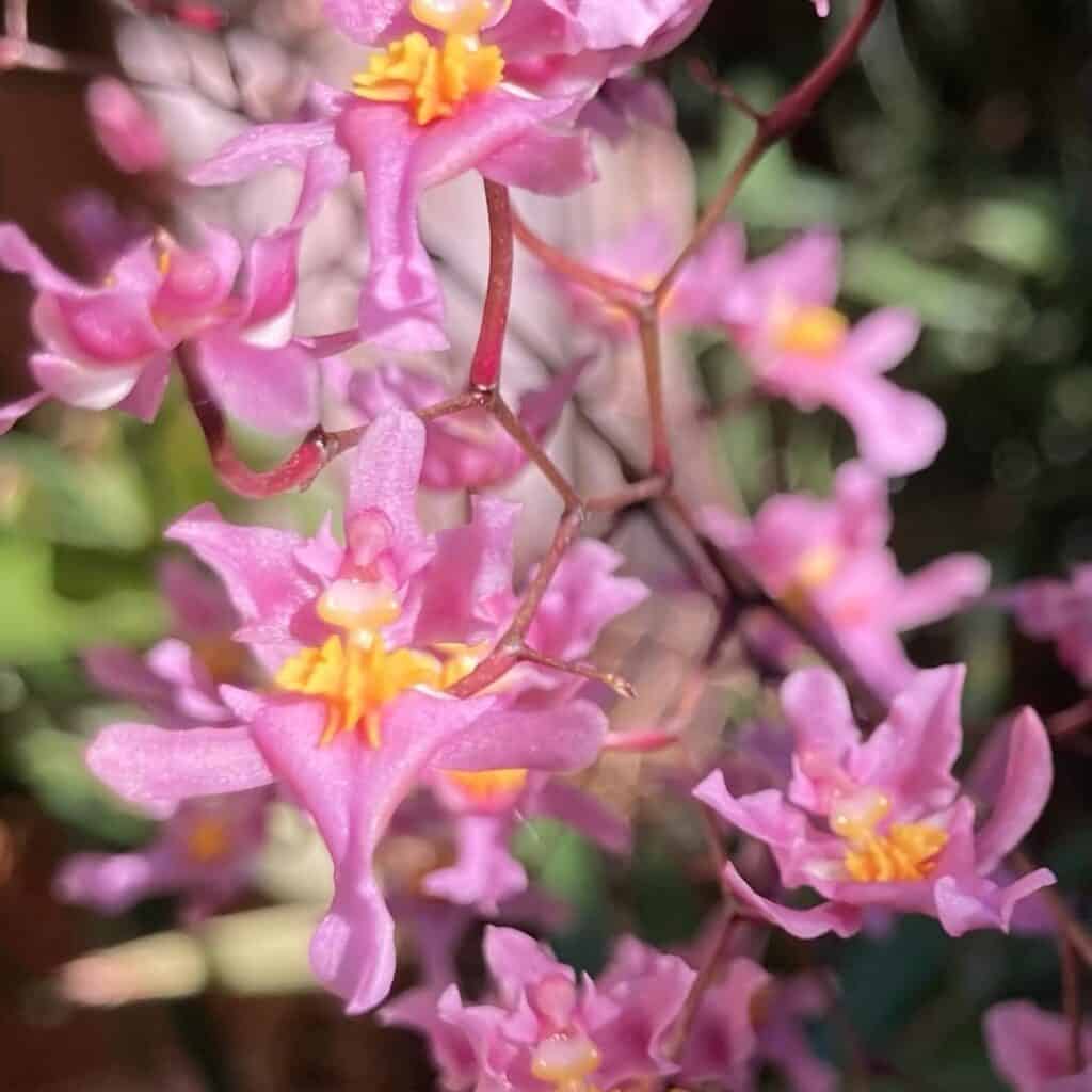 Oncidium ornithorhynchum